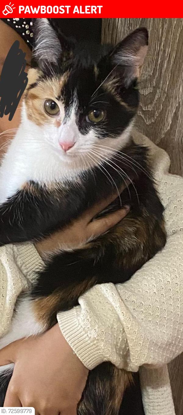 Lost Female Cat last seen Shackleton road southall, Greater London, England UB1