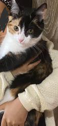 Lost Female Cat last seen Shackleton road southall, Greater London, England UB1