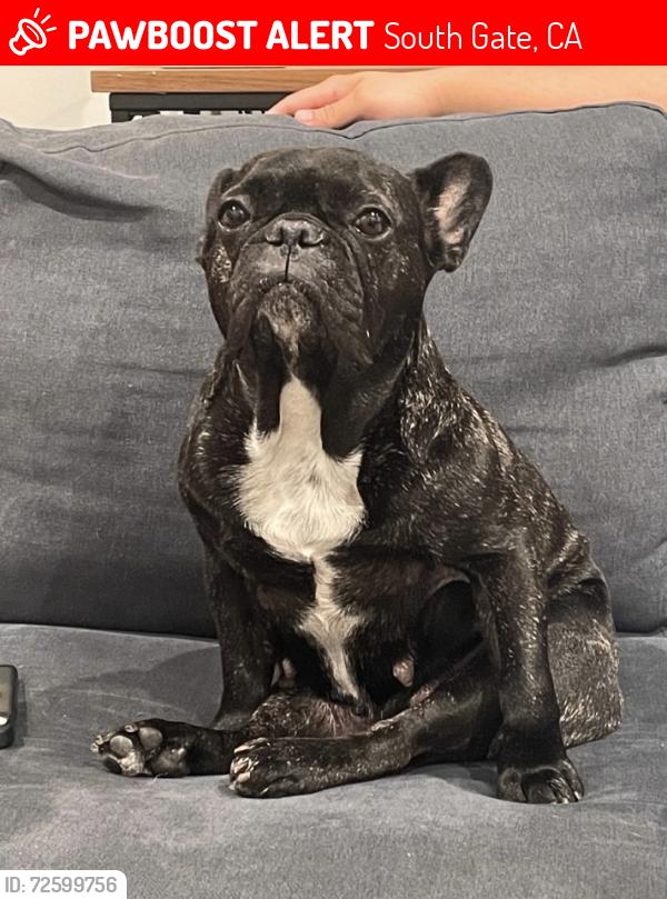 Lost Female Dog last seen Monroe Ave and Idaho Ave, South Gate, CA 90280