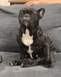 Lost Female Dog last seen Monroe Ave and Idaho Ave, South Gate, CA 90280