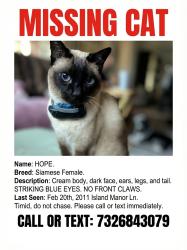 Lost Female Cat last seen Cottage bay, League City, TX 77573