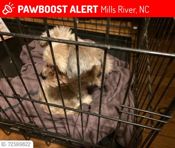 Lost Female Dog last seen McDowell Road, Mills River, NC 28759