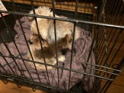 Lost Female Dog last seen McDowell Road, Mills River, NC 28759