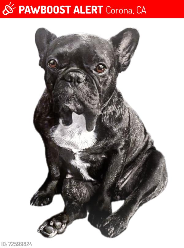 Lost Female Dog last seen Burned Oak Lane and Mountain Meadow Road, Escondido, CA 92026