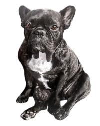 Lost Female Dog last seen Burned Oak Lane and Mountain Meadow Road, Escondido, CA 92026