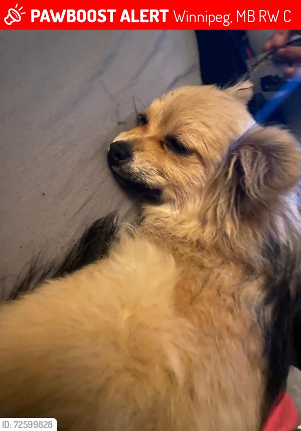 Lost Female Dog last seen Magnus and andrews, Winnipeg, MB R2W 2C7