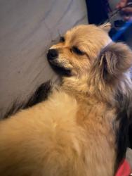 Lost Female Dog last seen Magnus and andrews, Winnipeg, MB R2W 2C7