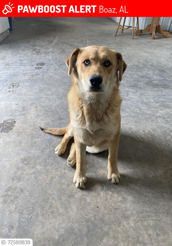 Lost Female Dog last seen Gene brown rd, Boaz, AL 35957