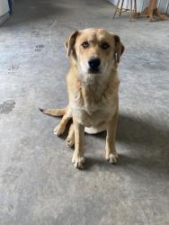 Lost Female Dog last seen Gene brown rd, Boaz, AL 35957