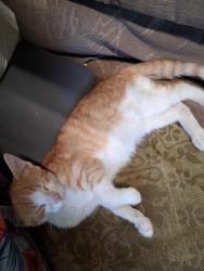 Lost Male Cat last seen Scyene and Masters, Dallas, TX 75227