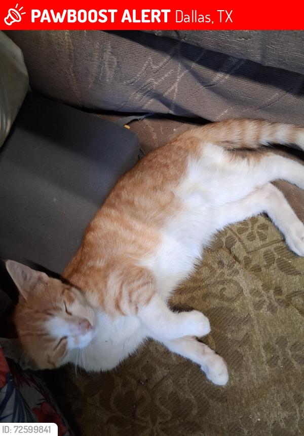 Lost Male Cat last seen Scyene and Masters, Dallas, TX 75227