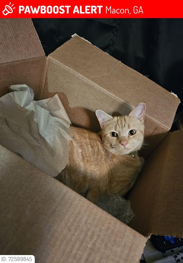 Lost Male Cat last seen Porterfield Baptist Church, Macon, GA 31216
