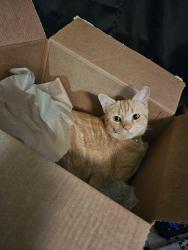 Lost Male Cat last seen Porterfield Baptist Church, Macon, GA 31216