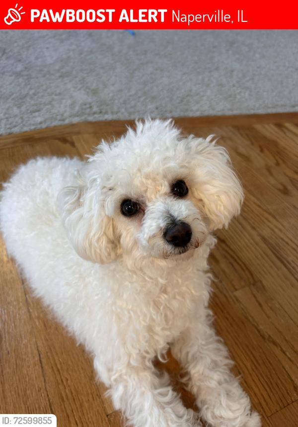 Lost Male Dog last seen Between Thatcher Drive and Snapjack Circle, Naperville, IL 60564
