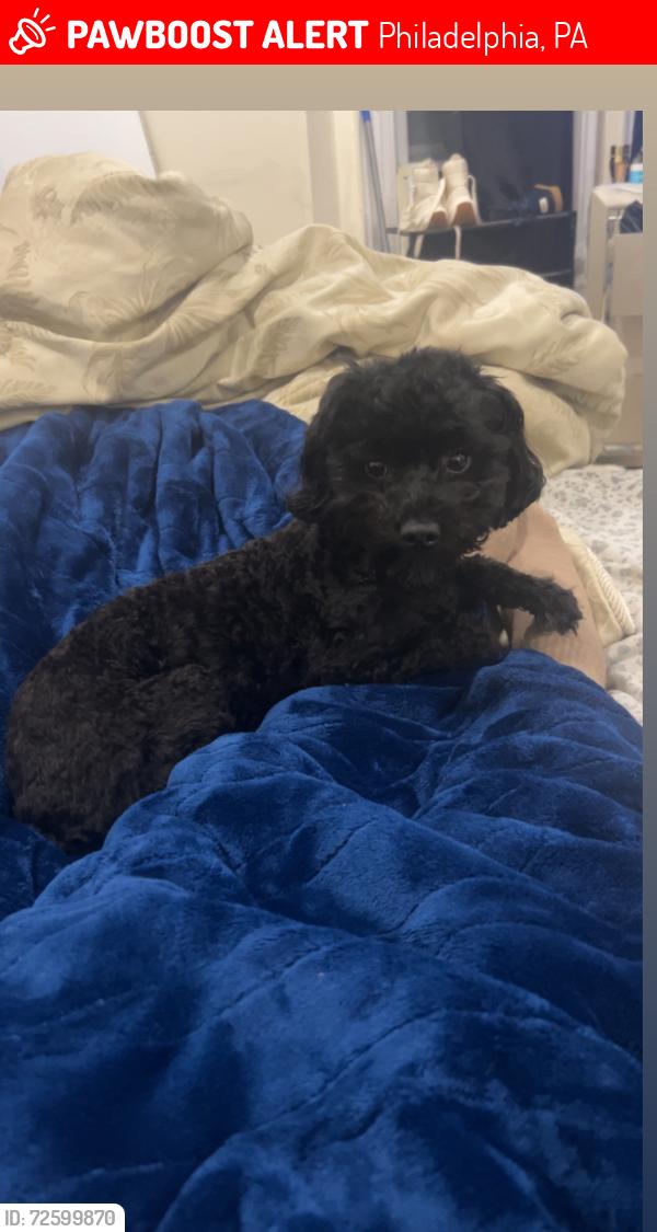 Lost Female Dog last seen S 56th St, Philadelphia, PA 19143