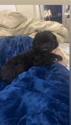 Lost Female Dog last seen S 56th St, Philadelphia, PA 19143