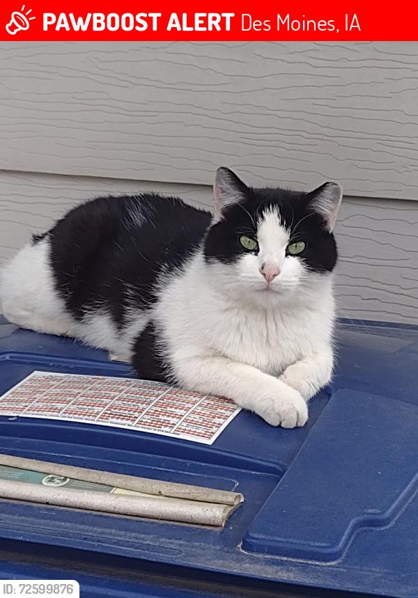 Lost Female Cat last seen Between Sheridan and Hull, Des Moines, IA 50317