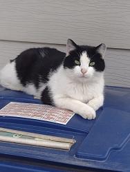 Lost Female Cat last seen Between Sheridan and Hull, Des Moines, IA 50317