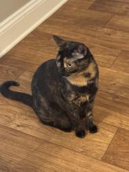 Lost Female Cat last seen Meadow creek village / whispering hills subdivision, Locust, NC 28097