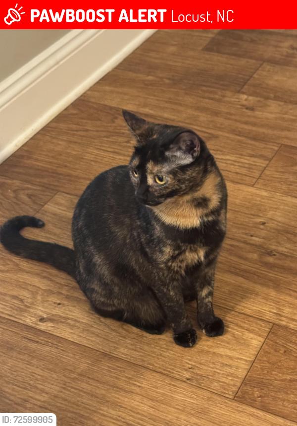 Lost Female Cat last seen Meadow creek village / whispering hills subdivision, Locust, NC 28097