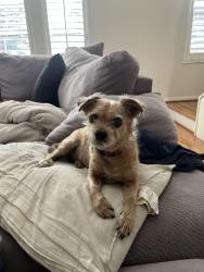 Lost Male Dog last seen intersection of Monroe and Beltway 8, Houston, TX 77075