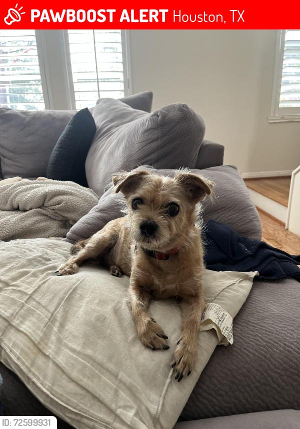 Lost Male Dog last seen intersection of Monroe and Beltway 8, Houston, TX 77075