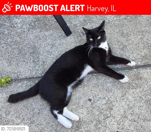 Lost Male Cat last seen 159th and Halsted, Harvey, IL 60426
