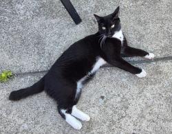 Lost Male Cat last seen 159th and Halsted, Harvey, IL 60426