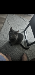 Lost Female Cat last seen 4th street and 30th ave north , St. Petersburg, FL 33713