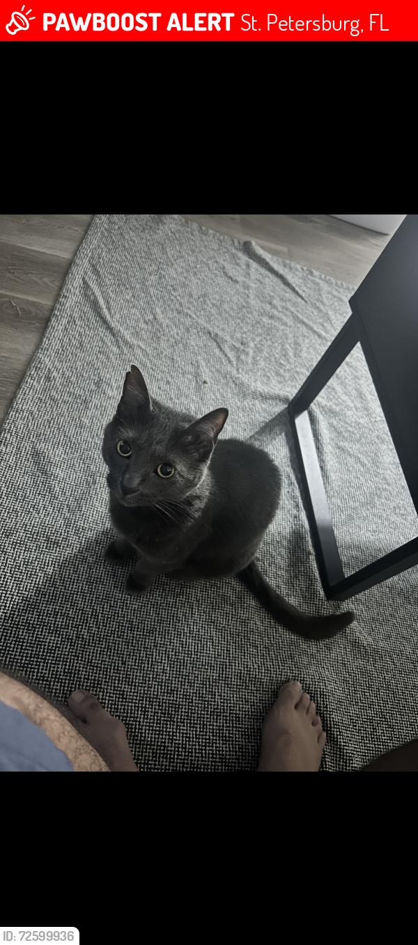 Lost Female Cat last seen 4th street and 30th ave north , St. Petersburg, FL 33713