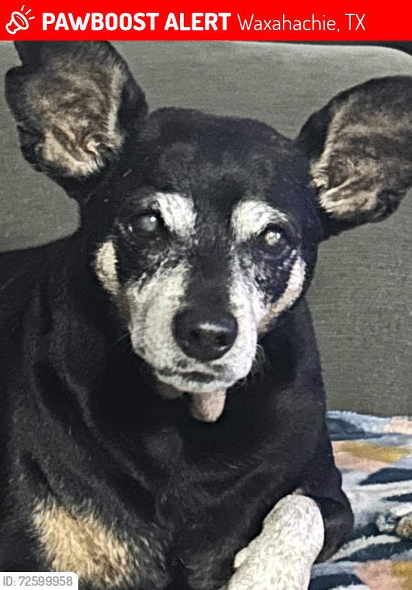 Lost Female Dog last seen Big bend blvd and Houston street, Waxahachie, TX 75165