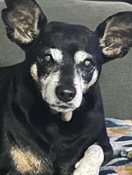 Lost Female Dog last seen Big bend blvd and Houston street, Waxahachie, TX 75165