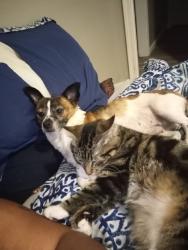 Lost Female Dog last seen Meridian & Richmond or meridian & McCormick , Wichita, KS 67213
