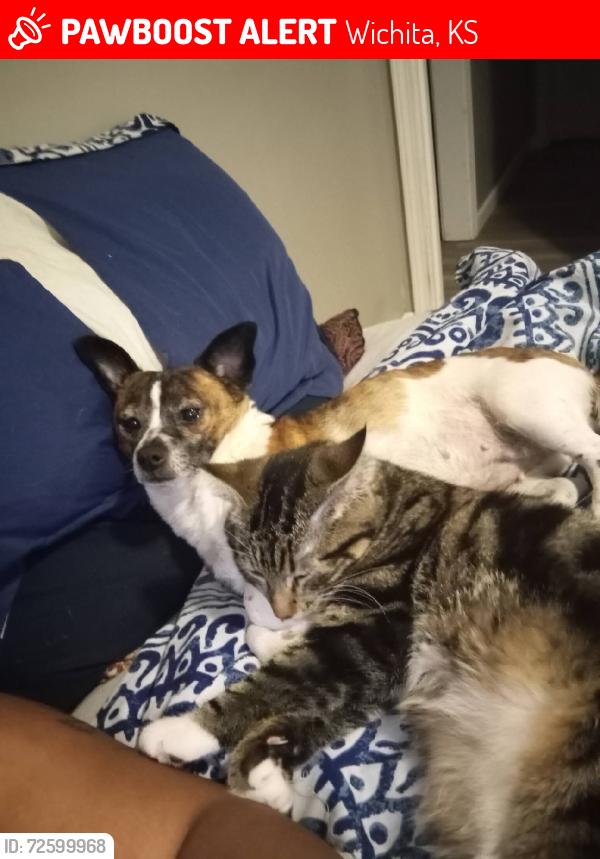 Lost Female Dog last seen Meridian & Richmond or meridian & McCormick , Wichita, KS 67213