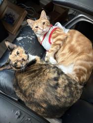 Lost Female Cat last seen Within or around the Cassique subdivision, Lexington County, SC 29073