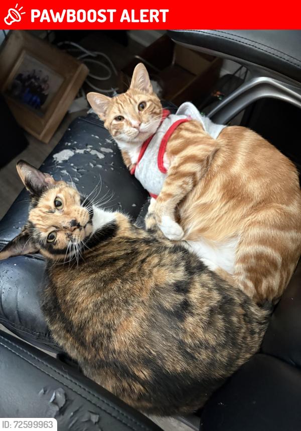 Lost Female Cat last seen Within or around the Cassique subdivision, Lexington County, SC 29073