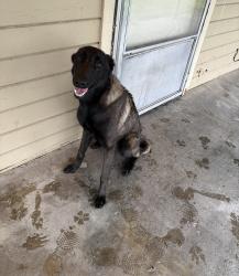 Reunited Female Dog last seen Esmail, Keyes, CA 95328