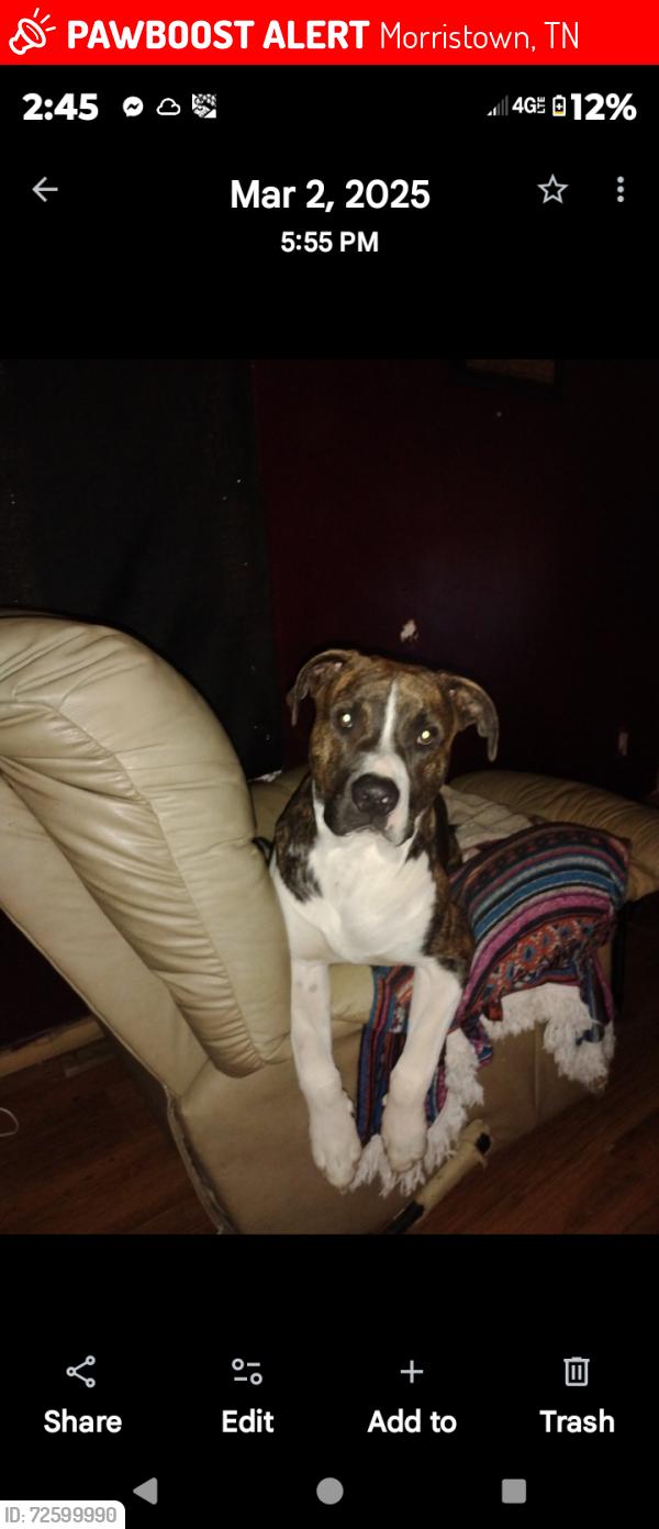 Lost Male Dog last seen Buffalo traill Morristown Tennessee , Morristown, TN 37814