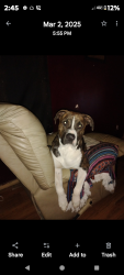 Lost Male Dog last seen Buffalo traill Morristown Tennessee , Morristown, TN 37814
