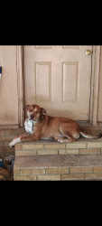 Lost Male Dog last seen Idk , Powhatan, AR 72415