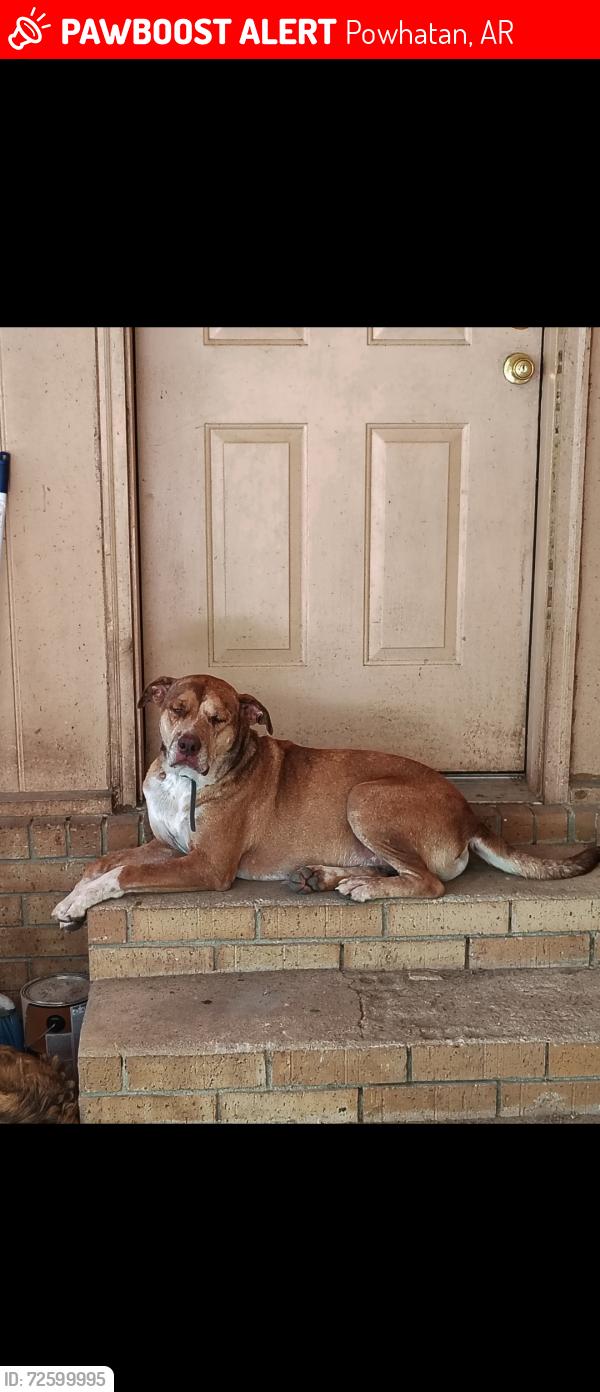 Lost Male Dog last seen Idk , Powhatan, AR 72415