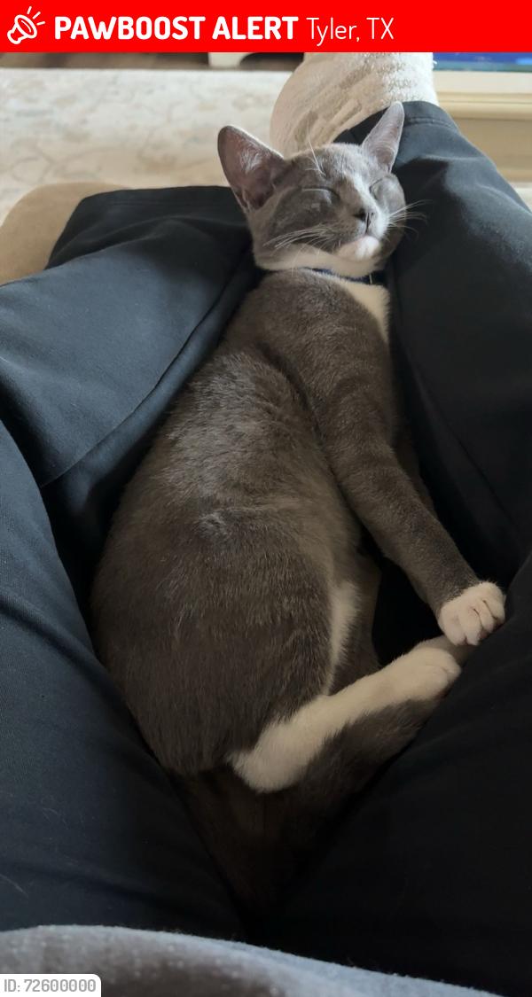 Lost Male Cat last seen Near our hse behind Ut Tyler Campus, Tyler, TX 75701