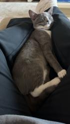 Lost Male Cat last seen Near our hse behind Ut Tyler Campus, Tyler, TX 75701