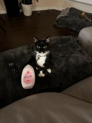Lost Female Cat last seen Turkey Oak Drive, Valrico, FL 33596