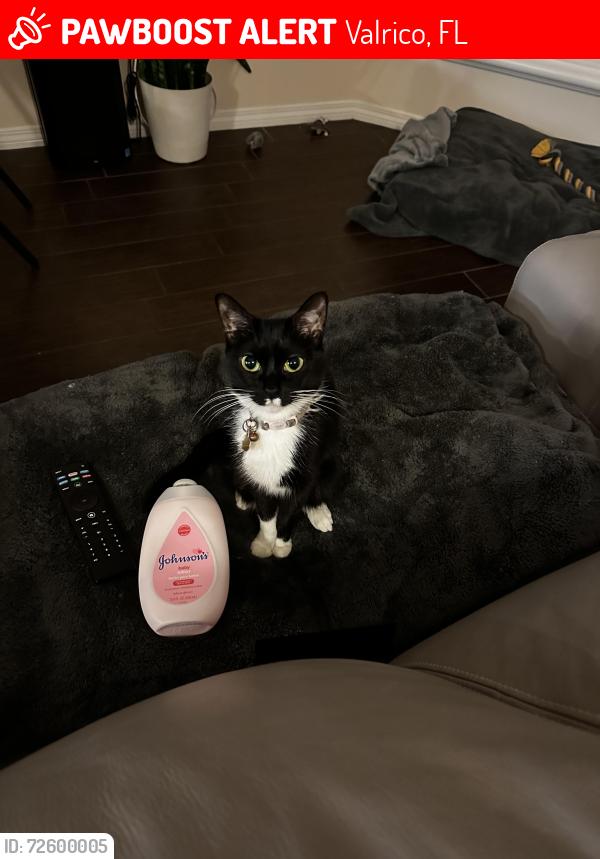 Lost Female Cat last seen Turkey Oak Drive, Valrico, FL 33596