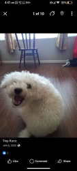 Lost Male Dog last seen South jackson Ava River West Apt, Tulsa, OK 74107
