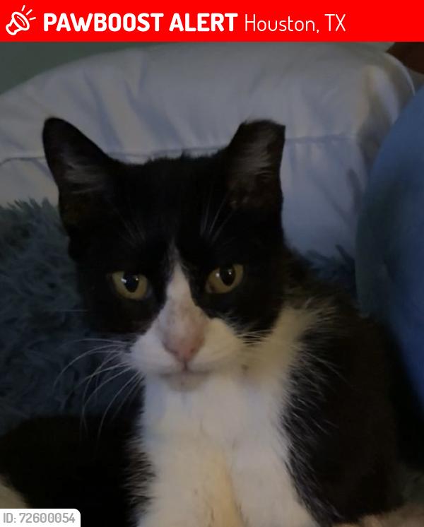 Lost Female Cat last seen Old Spanish trail, Houston, TX 77021