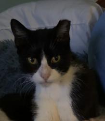Lost Female Cat last seen Old Spanish trail, Houston, TX 77021