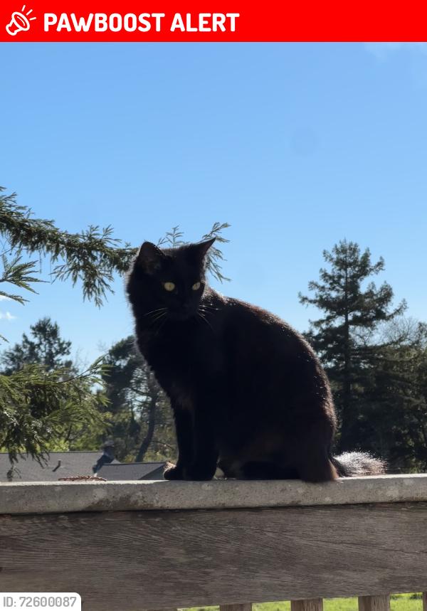 Lost Male Cat last seen Old redwood highway , Larkfield-Wikiup, CA 95403