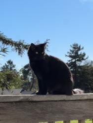 Lost Male Cat last seen Old redwood highway , Larkfield-Wikiup, CA 95403